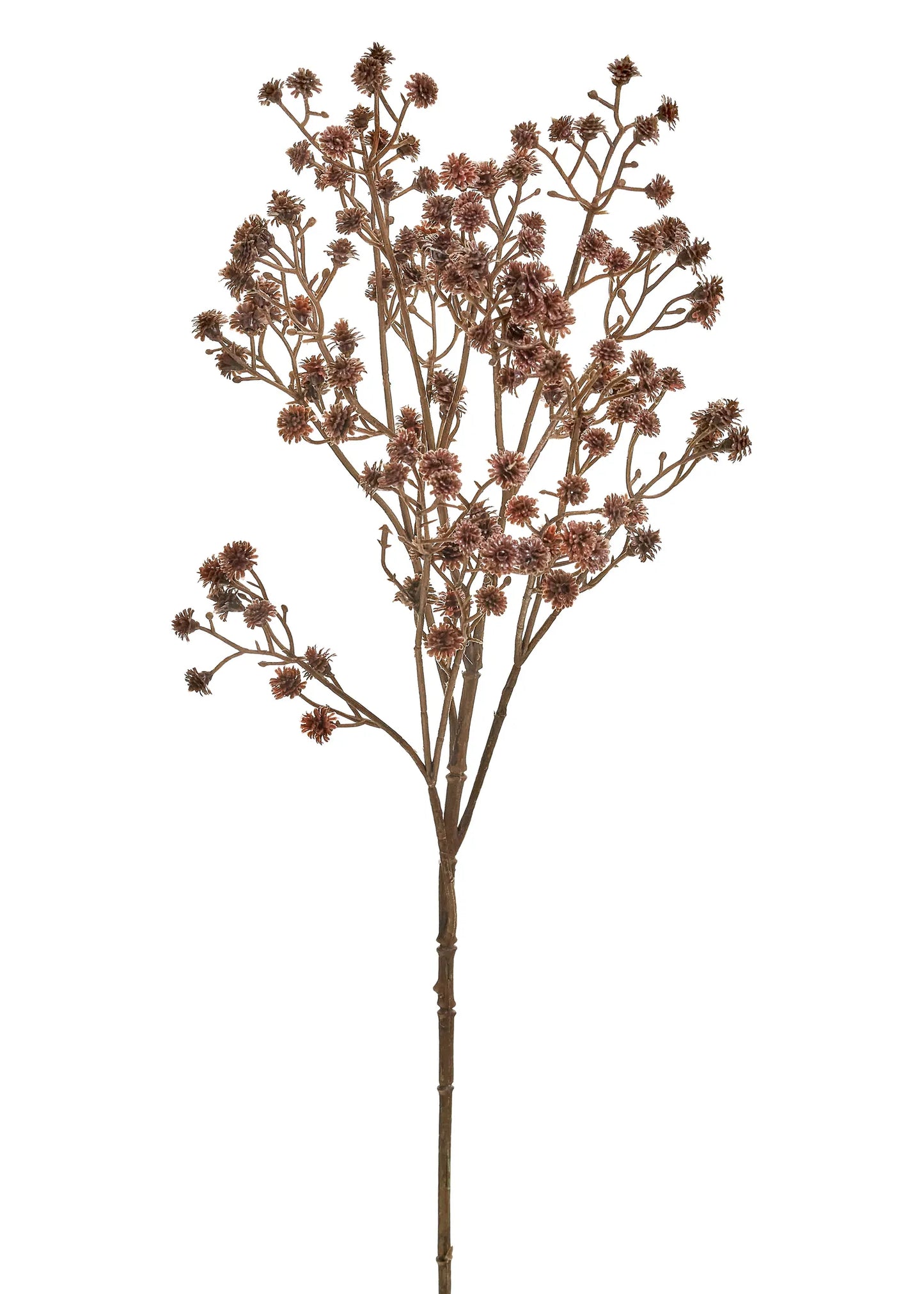 Purple Stem Flowers