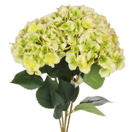 5 stem Hydrangea Bouquet