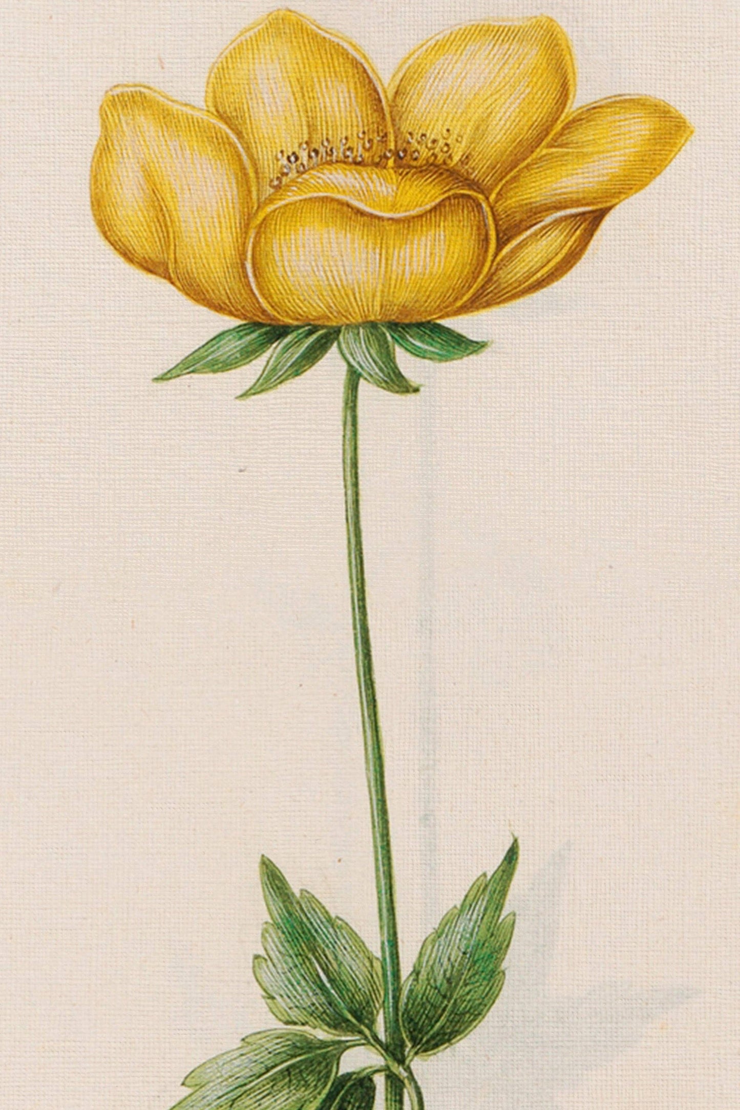 Botanical Poetry -  Framed