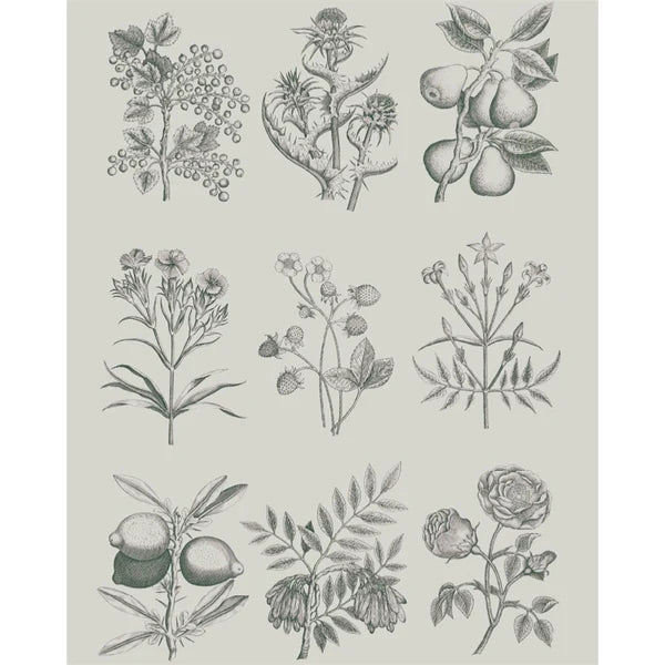 Botanical Drawings