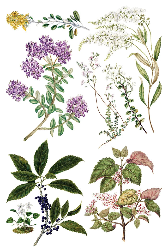 Sarah Featon's Botanicals