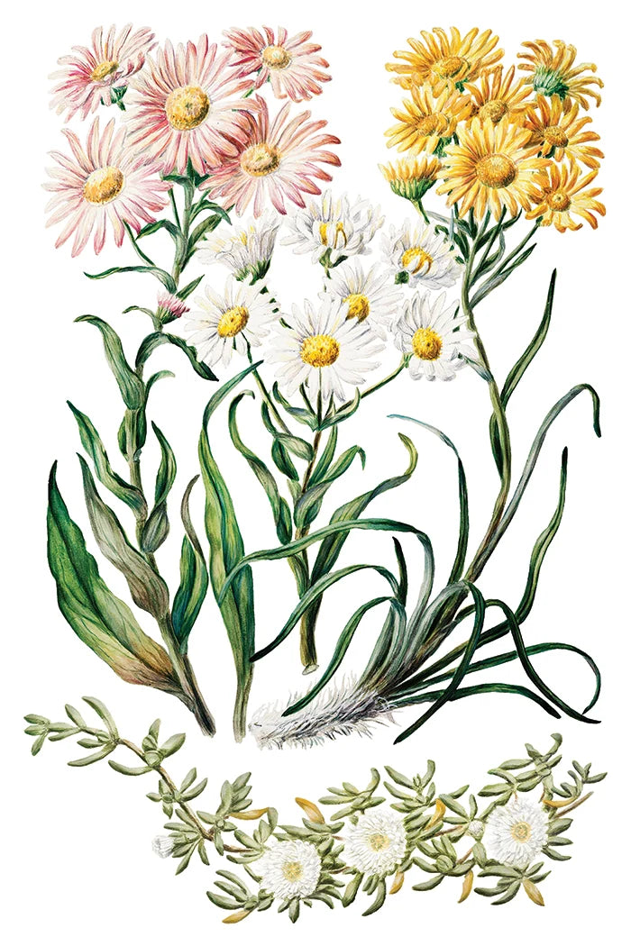 Sarah Featon's Botanicals
