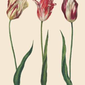 Dutch Tulips