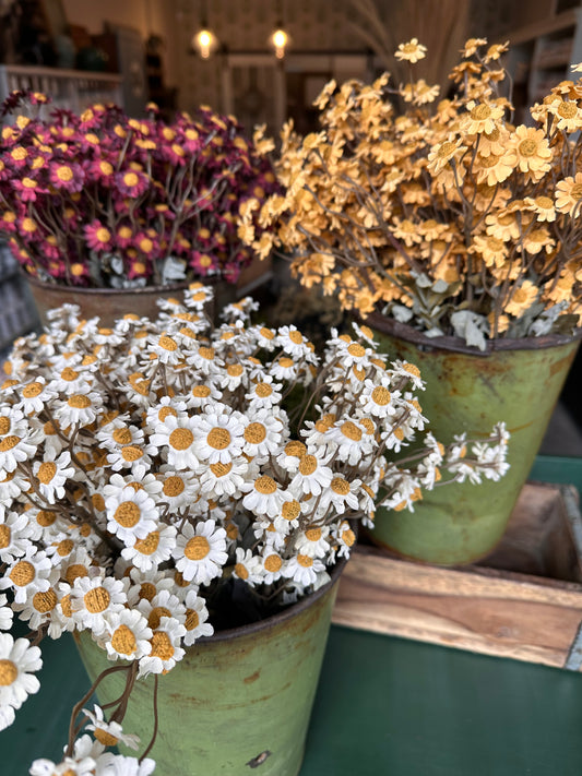 German Chamomile Bouquet
