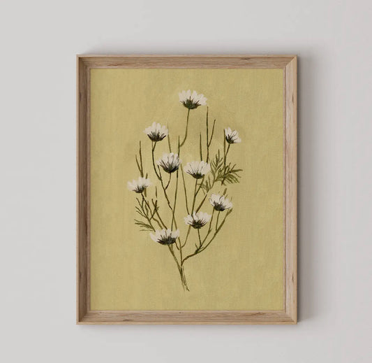 Daisies - reproduction