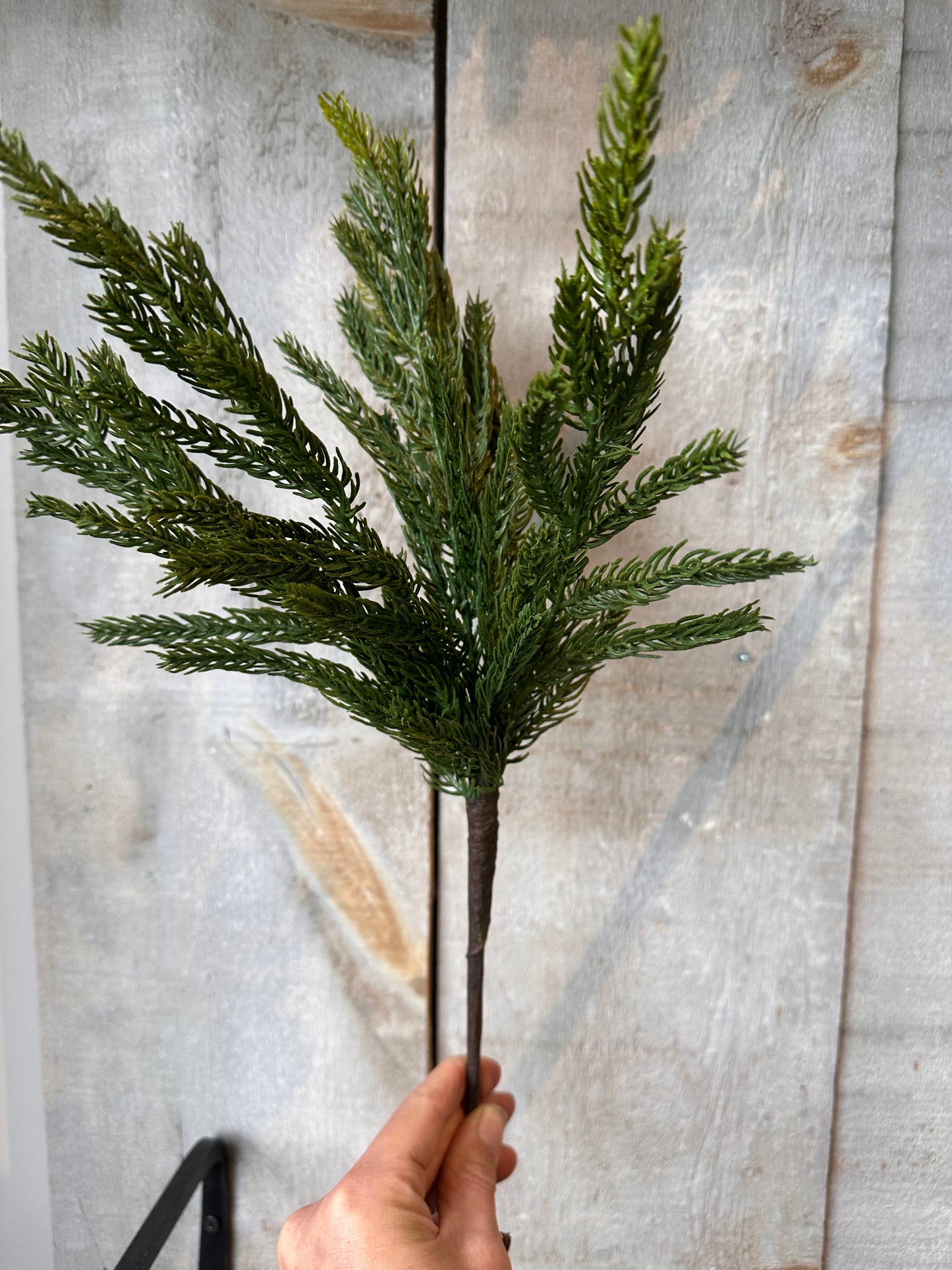 Norfolk Pine Stem