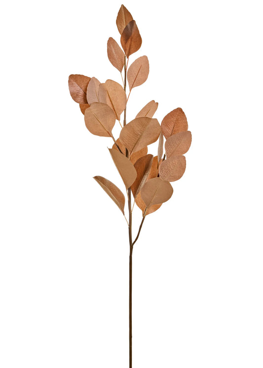 Eucalyptus Branch Brown